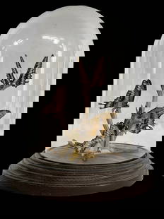Taxidermy Swallowtail Butterfly Dome Display: Striking natural history specimen featuring five preserved butterflies-identified as Papilio cresphontes, commonly known as Giant Swallowtails-encased in a tall glass dome with a dark wood base.