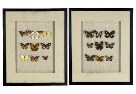 Framed Butterfly Taxidermy Art - Specimen Displays: Striking pair of vintage framed butterfly collections, each display measuring 24" x 20", featuring a total of 28 beautifully mounted specimens. These curated entomological arrangements showcase a