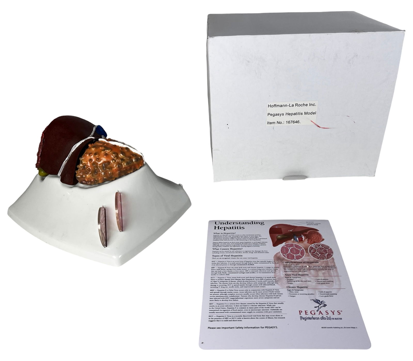 Pegasys Hepatitis Liver Model & Anatomical Liver D: This lot features two detailed educational liver models. The first is the Pegasys Hepatitis Model produced by Hoffmann-La Roche Inc., Item No. 167646. It comes unused in the original box and includes