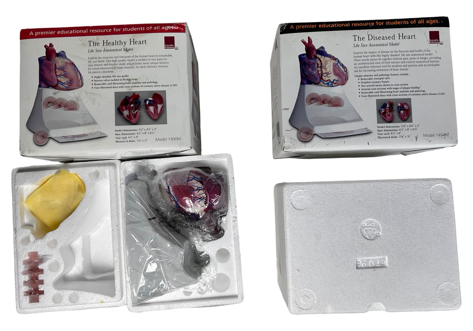 Set of Two Life-Size Anatomical Heart Models: Pair of highly detailed anatomical teaching models, both new in original boxes with packaging and components intact. Includes "The Healthy Heart" Model 1400M and "The Diseased Heart" Model 1454M,