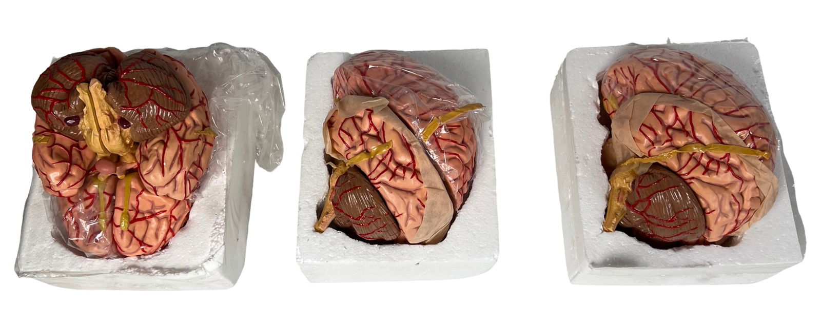 Lot of 3 Anatomical Brain Models: This lot includes three detailed anatomical brain models designed for educational and medical demonstration. Two models are still housed in their original Styrofoam packaging, while the third is