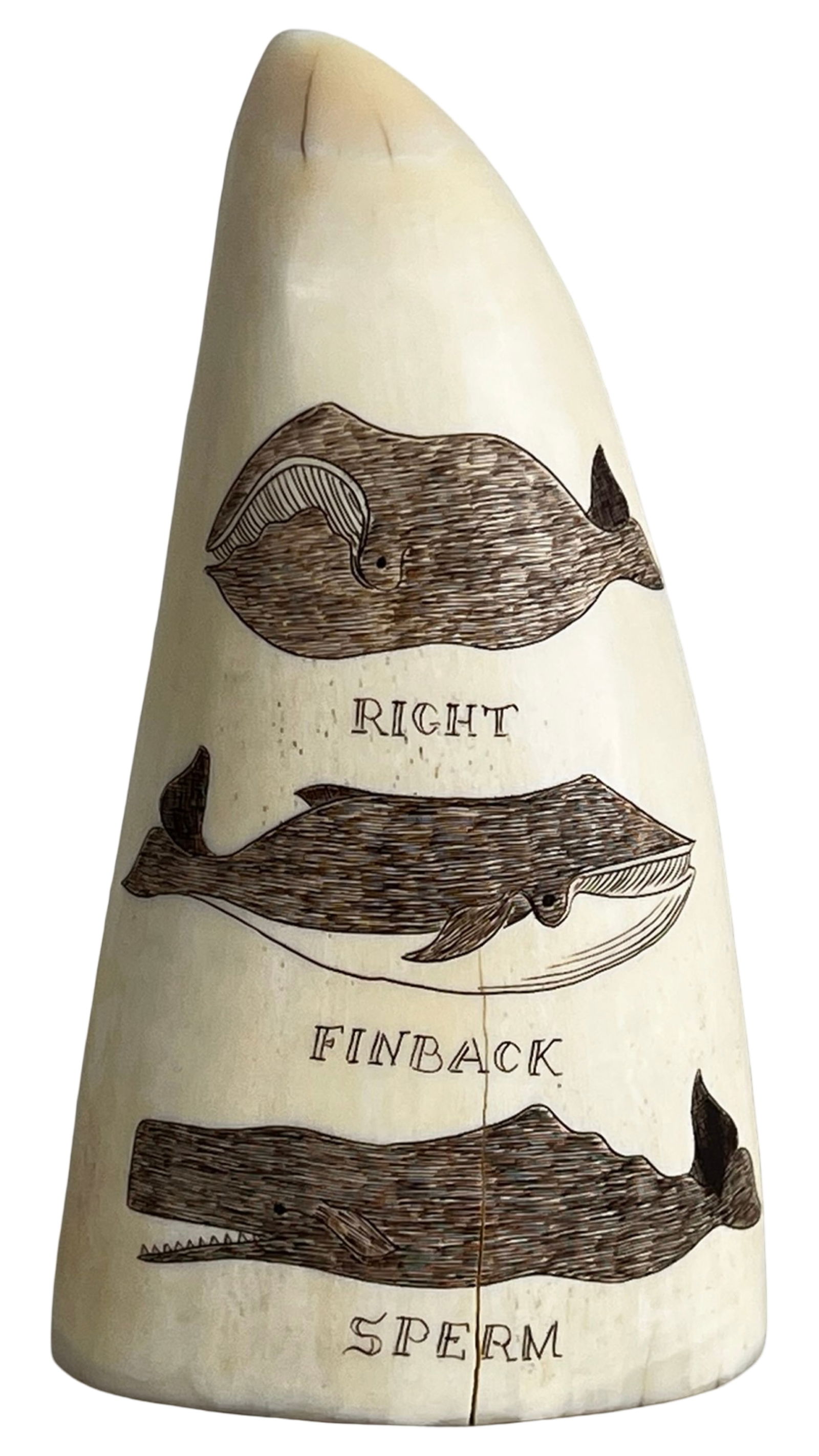 Robert Spring- Scrimshaw Whale Tooth: Finely executed scrimshaw carving on a whale's tooth by listed artist Robert Spring, featuring detailed engraved depictions of three whale species labeled "Right," "Finback," and "Sperm." The