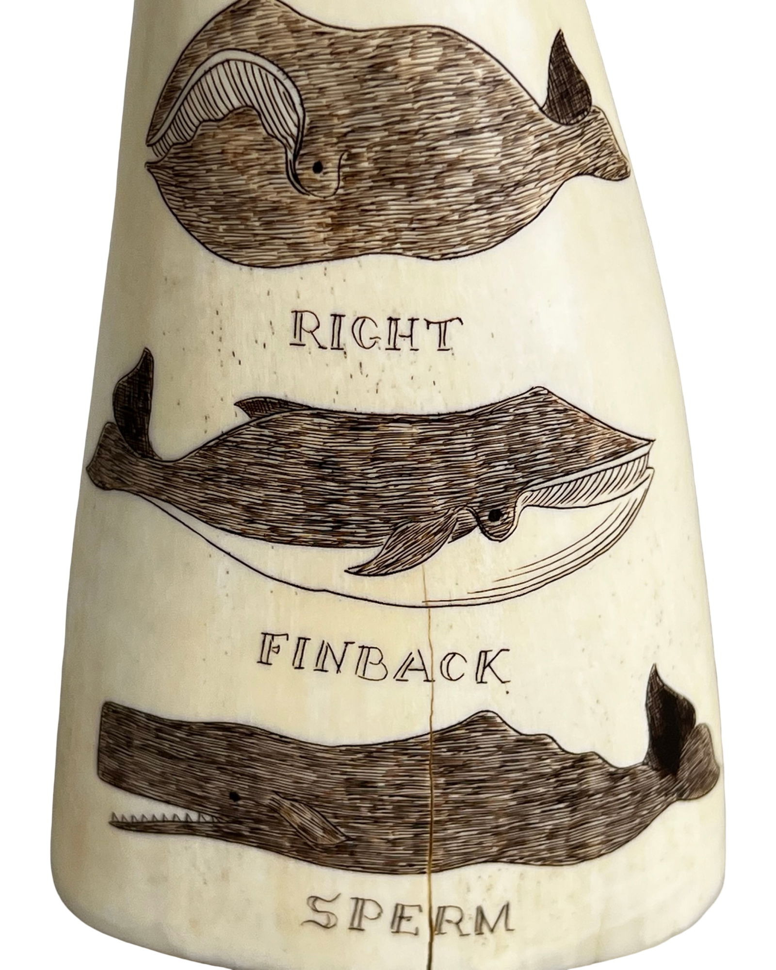 Robert Spring- Scrimshaw Whale Tooth - 2