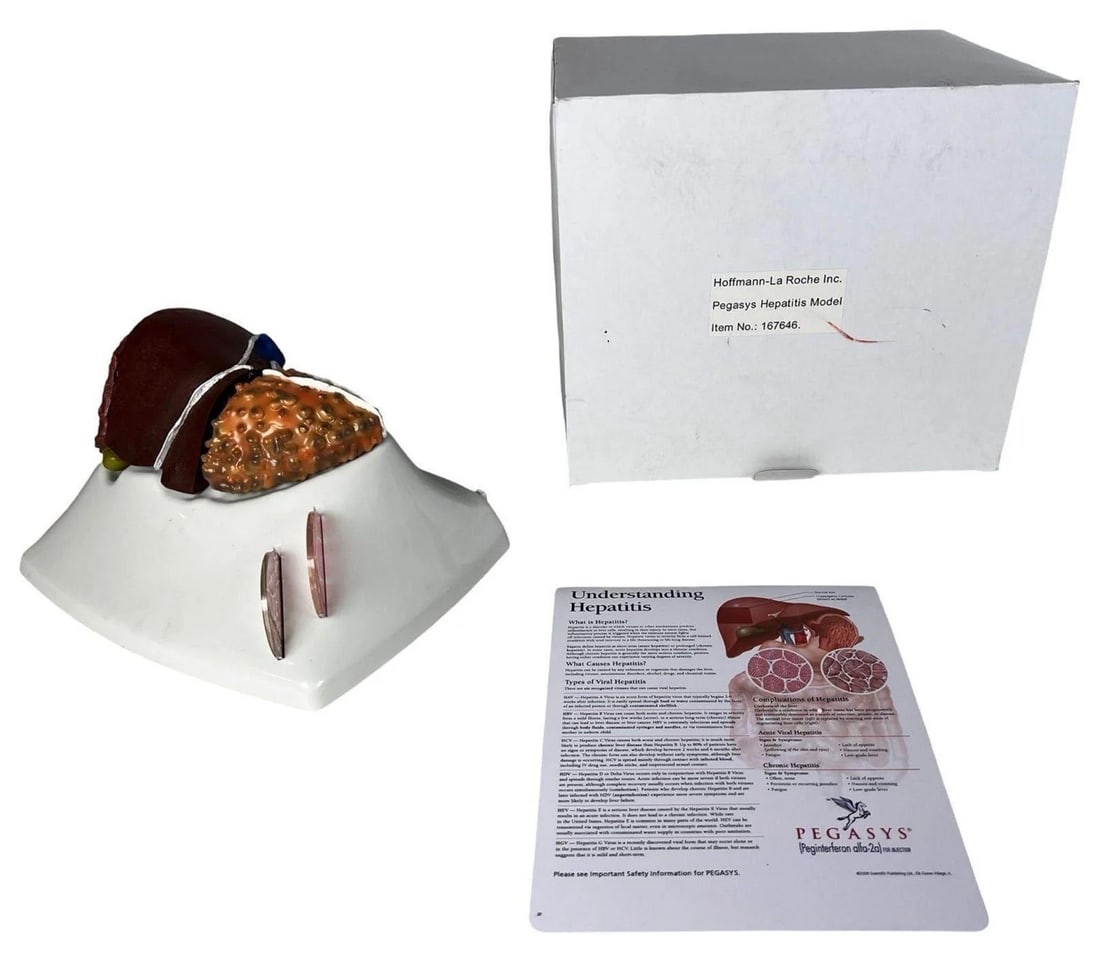 Pegasys Anatomical Educational Liver Models: This lot features two detailed educational liver models. The first is the Pegasys Hepatitis Model produced by Hoffmann-La Roche Inc., Item No. 167646. It comes unused in the original box and includes 