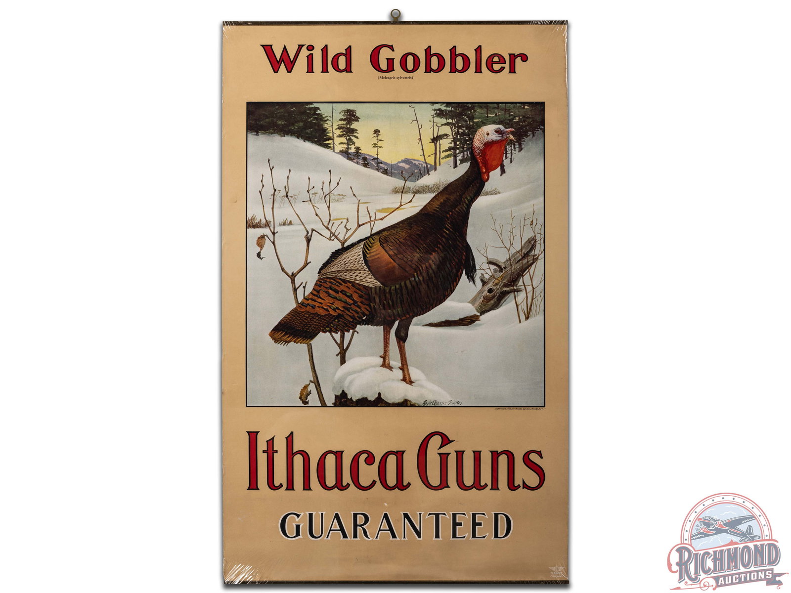 1908 Ithaca Guns Guaranteed "Wild Gobbler" Paper Poster Sign: 1908 Ithaca "Wild Gobbler" Paper Poster. It has very good color and shows light wear and minor paper loss. It appears to have areas of restoration in the "e" of Gobbler that is very well done. It disp