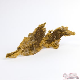 Extremely Rare 689 gram MONSTER Reef Gold Nugget (22.1 oz)