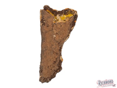 Holstered Pistol In Petrification Process