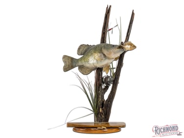 Large Crappie Fish Mount Taxidermy