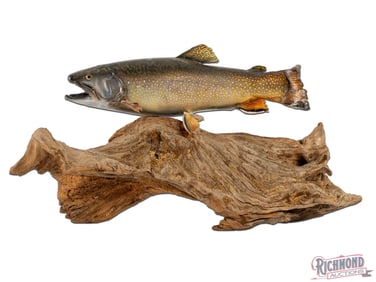 Lake Trout Mount on Driftwood Taxidermy