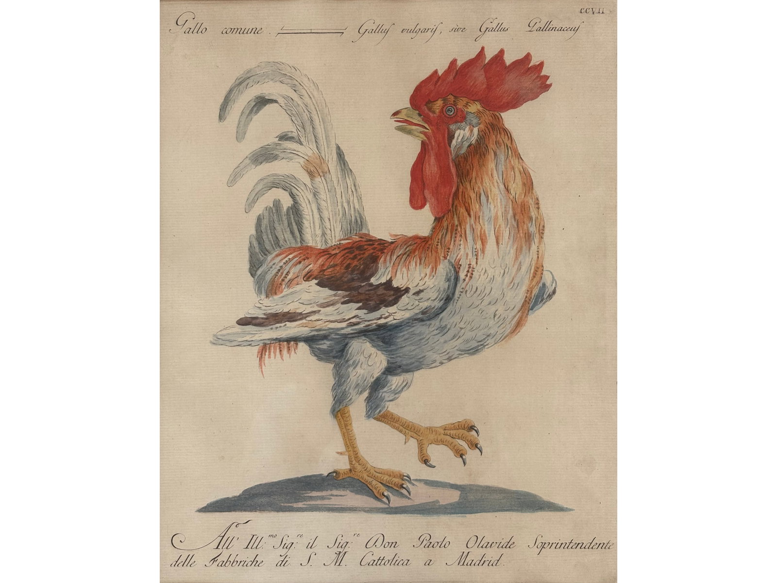 SAVERIO MANETTI, BROZZI 1723 - 1784 BROZZI (1 of 3)