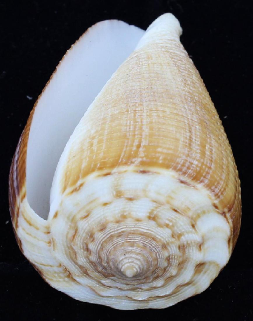 Scarce Collectible Conus Sulcatus Shell (1 of 1)