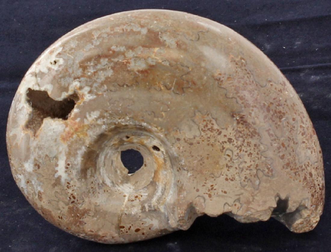 1215ct Natural Untreated Fossilized Ammonite (1 of 2)