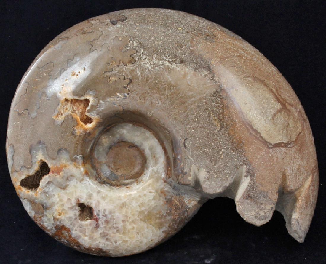 4440ct Natural Polished Fossilized Ammonite (1 of 2)