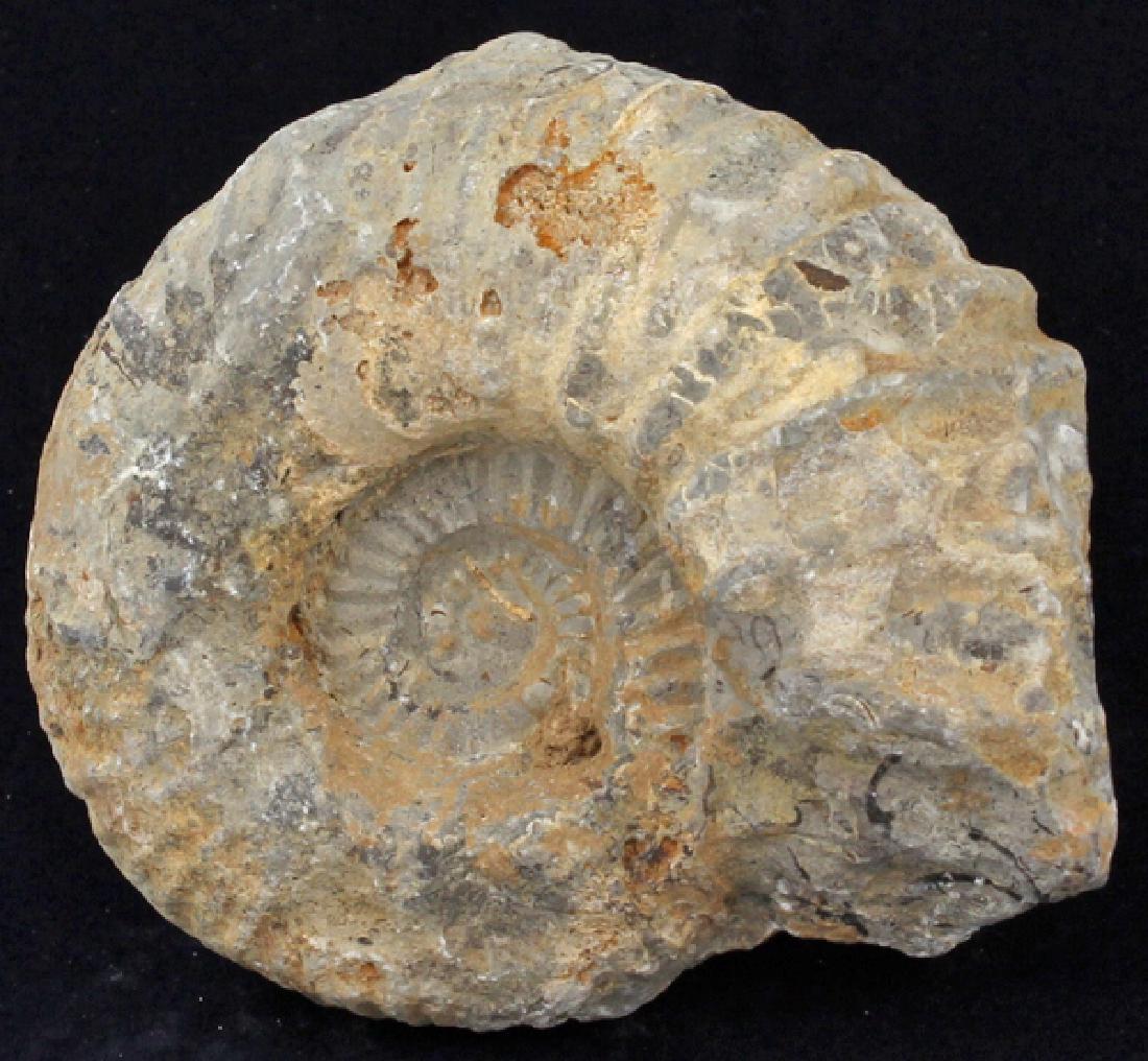 2825ct Natural Untreated Fossilized Ammonite (1 of 2)