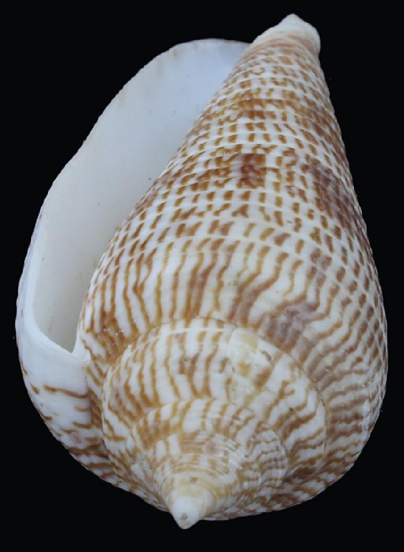 Scarce Collectible Conus Armandillo Shell (1 of 1)