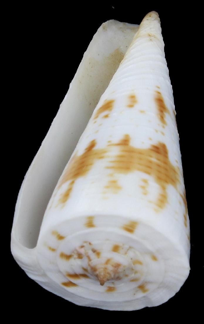 Scarce Collectible Conus Tribblei Shell (1 of 1)