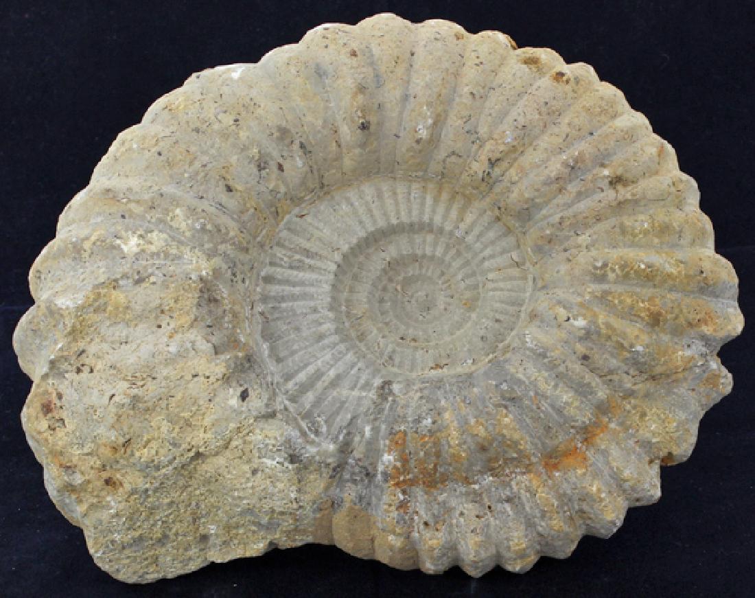 11875ct Natural Untreated Fossilized Ammonite (1 of 2)