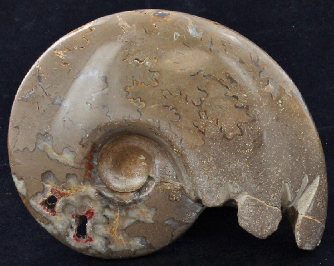 3270ct Natural Untreated Fossilized Ammonite (1 of 2)