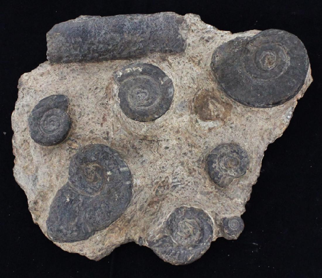 535g Polished Ammonite Fossil Cluster (1 of 1)