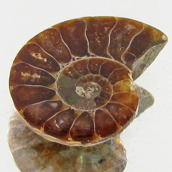 9.81ct Opalized Prehistor Ammonite Jewelry Half: Rare hi grade prehistoric piece