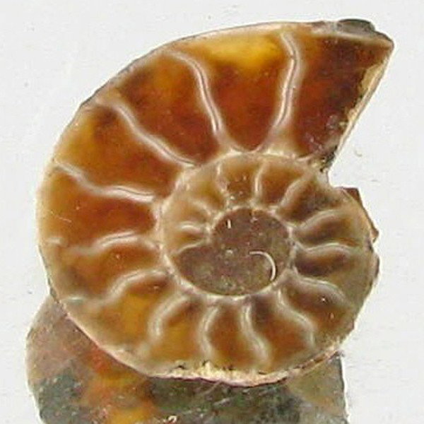1.77ct Opalized Prehistor Ammonite Jewelry Half: Rare hi grade prehistoric piece