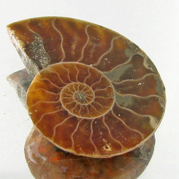 16.95ct Opalized Prehistor Ammonite Jewelry Half: Rare hi grade prehistoric piece