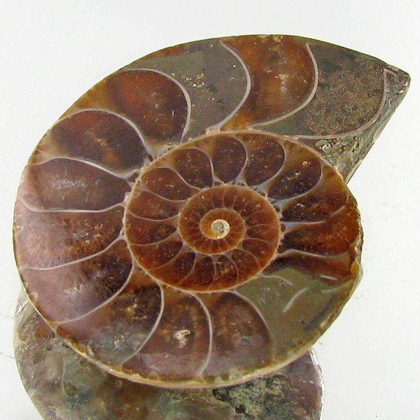 33.84ct Opalized Prehistor Ammonite Jewelry Half: Rare hi grade prehistoric piece