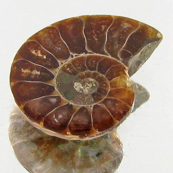 13.15ct Opalized Prehistor Ammonite Jewelry Half: Rare hi grade prehistoric piece