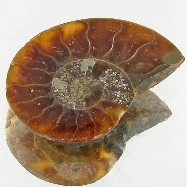 9.61ct Opalized Prehistor Ammonite Jewelry Half: Rare hi grade prehistoric piece