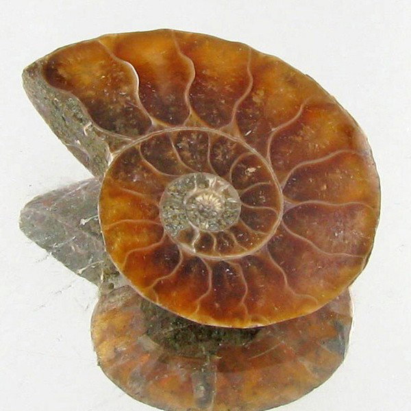 10.77ct Opalized Prehistor Ammonite Jewelry Half: Rare hi grade prehistoric piece