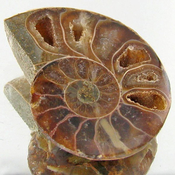 25.13ct Opalized Prehistor Ammonite Jewelry Half: Rare hi grade prehistoric piece