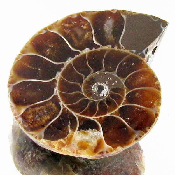 31.89ct Opalized Prehistor Ammonite Jewelry Half: Rare hi grade prehistoric piece