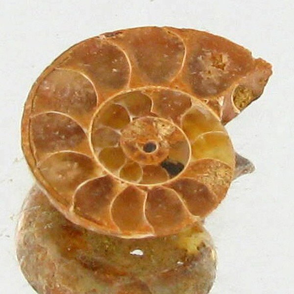 2.39ct Opalized Prehistor Ammonite Jewelry Half: Rare hi grade prehistoric piece