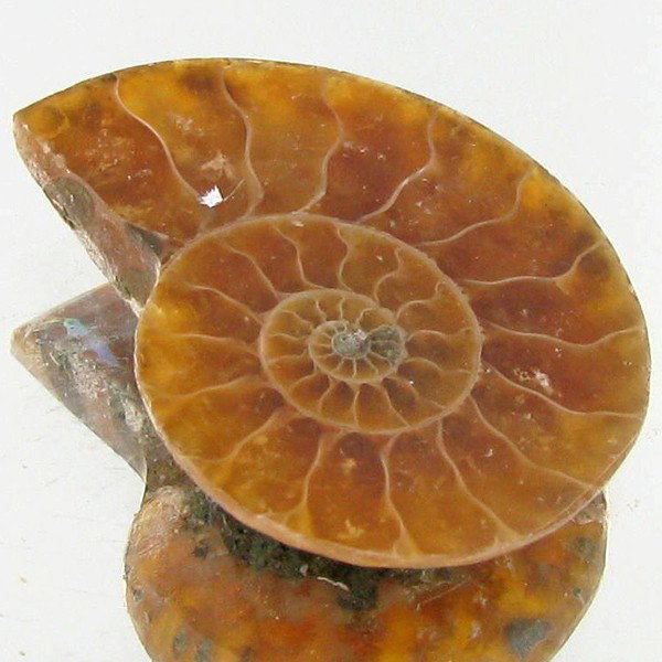 14.22ct Opalized Prehistor Ammonite Jewelry Half: Rare hi grade prehistoric piece