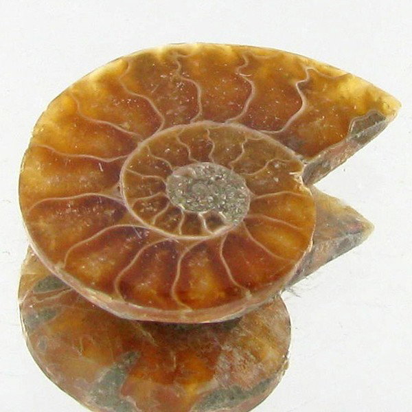 6.82ct Opalized Prehistor Ammonite Jewelry Half: Rare hi grade prehistoric piece