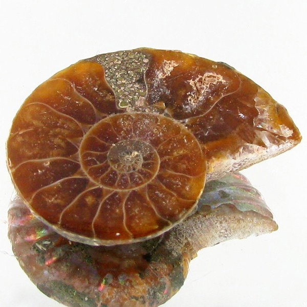 11.88ct Opalized Prehistor Ammonite Jewelry Half: Rare hi grade prehistoric piece