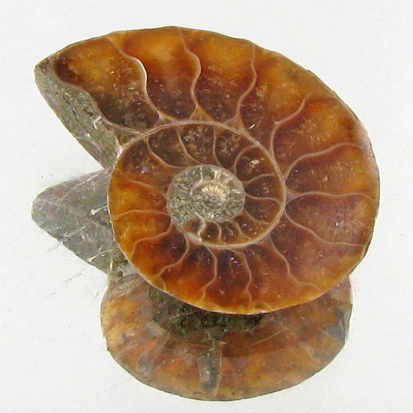5.05ct Opalized Prehistor Ammonite Jewelry Half: Rare hi grade prehistoric piece