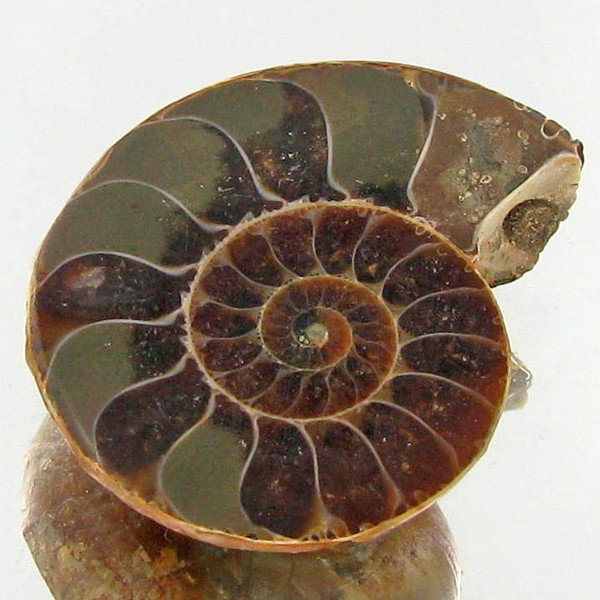 18.08ct Opalized Prehistor Ammonite Jewelry Half: Rare hi grade prehistoric piece
