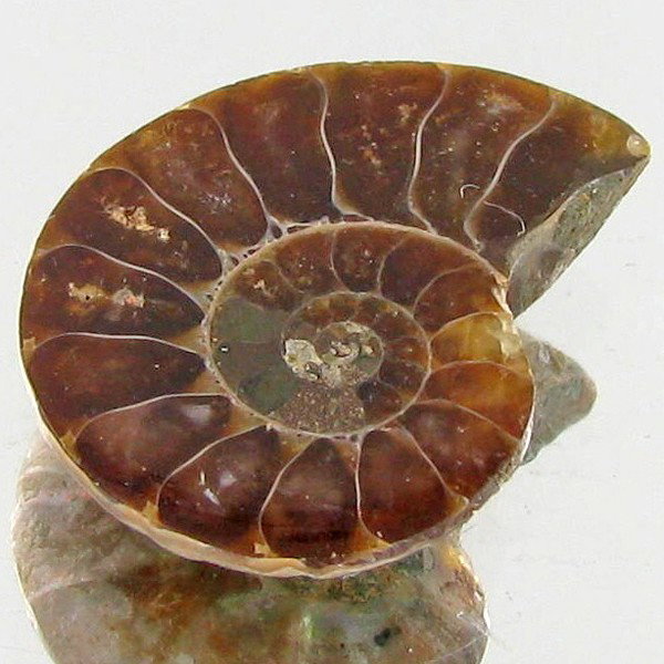 5.50ct Opalized Prehistor Ammonite Jewelry Half: Rare hi grade prehistoric piece