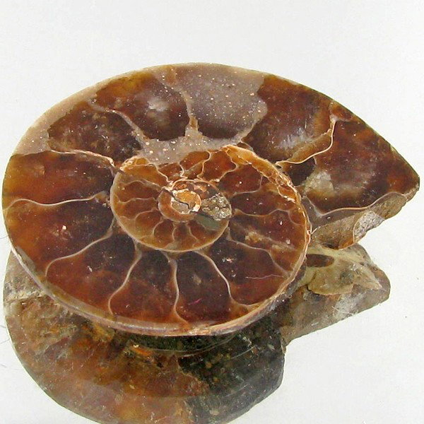 17.25ct Opalized Prehistor Ammonite Jewelry Half: Rare hi grade prehistoric piece