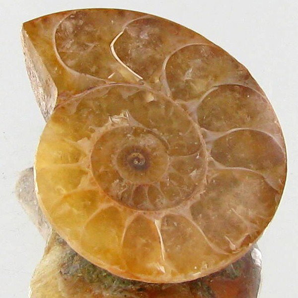 14.26ct Opalized Prehistor Ammonite Jewelry Half: Rare hi grade prehistoric piece