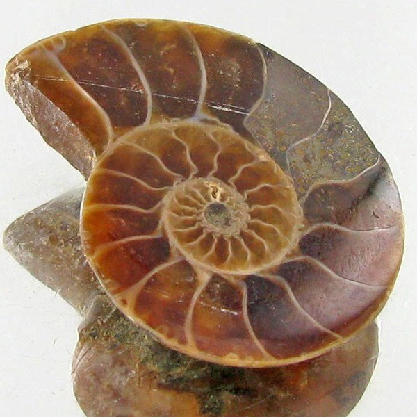 14.84ct Opalized Prehistor Ammonite Jewelry Half: Rare hi grade prehistoric piece