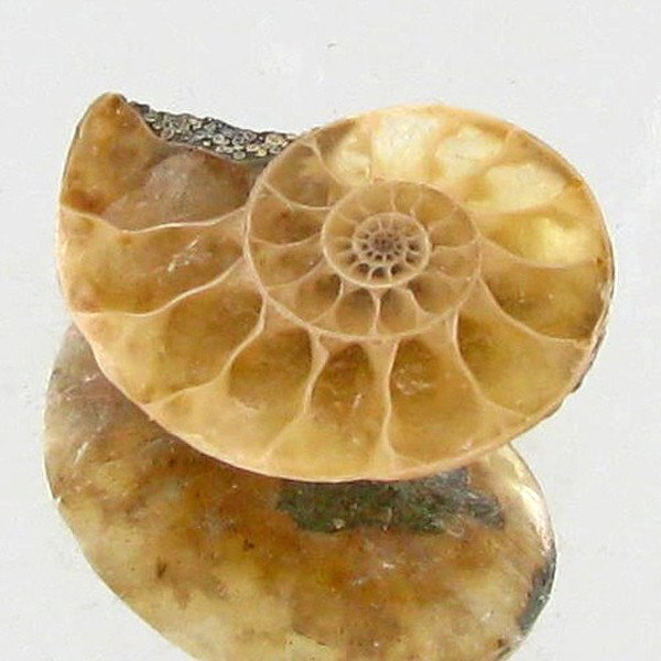 3.08ct Opalized Prehistor Ammonite Jewelry Half: Rare hi grade prehistoric piece