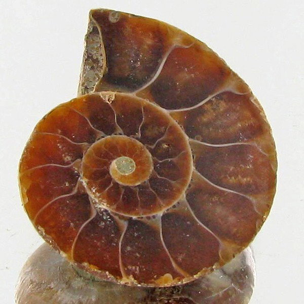 11.74ct Opalized Prehistor Ammonite Jewelry Half: Rare hi grade prehistoric piece