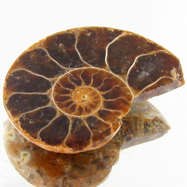 19.86ct Opalized Prehistor Ammonite Jewelry Half: Rare hi grade prehistoric piece