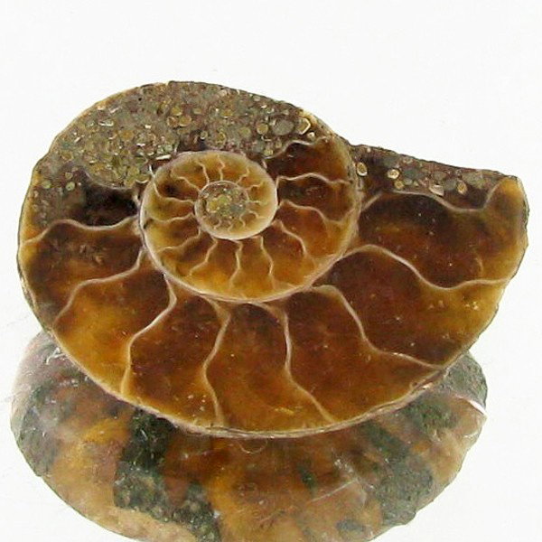 5.15ct Opalized Prehistor Ammonite Jewelry Half: Rare hi grade prehistoric piece