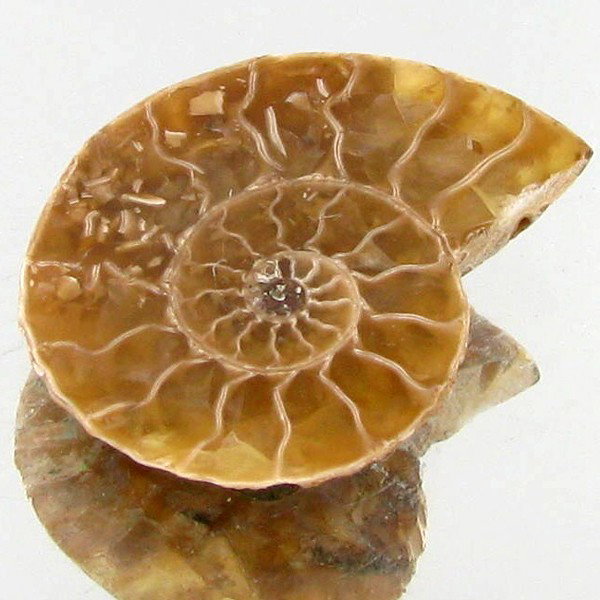 4.25ct Opalized Prehistor Ammonite Jewelry Half: Rare hi grade prehistoric piece