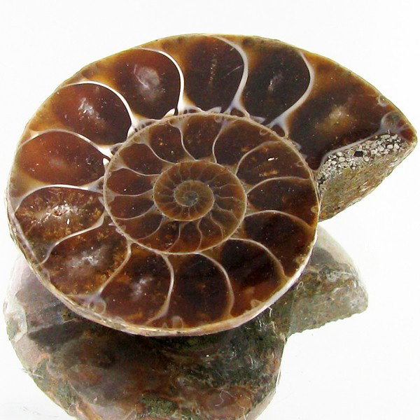 29.40ct Opalized Prehistor Ammonite Jewelry Half: Rare hi grade prehistoric piece
