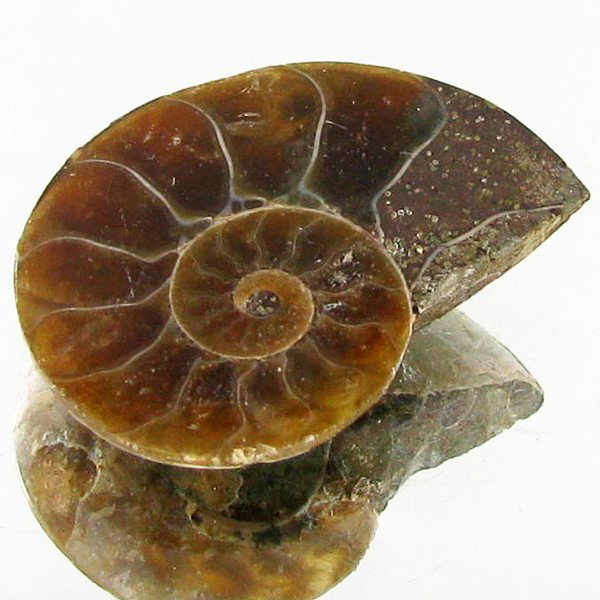 9.97ct Opalized Prehistor Ammonite Jewelry Half: Rare hi grade prehistoric piece