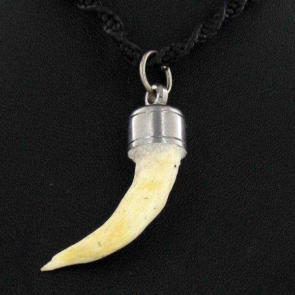 Tibet Boar Tooth Choker Necklace: Well made piece